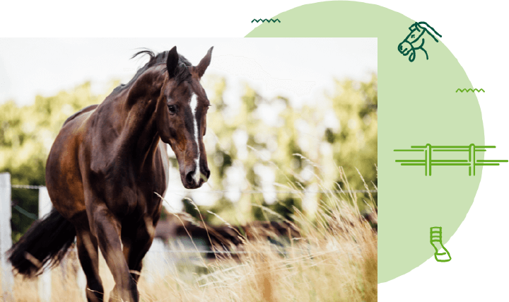 Keyvisual Offenstallhaltung